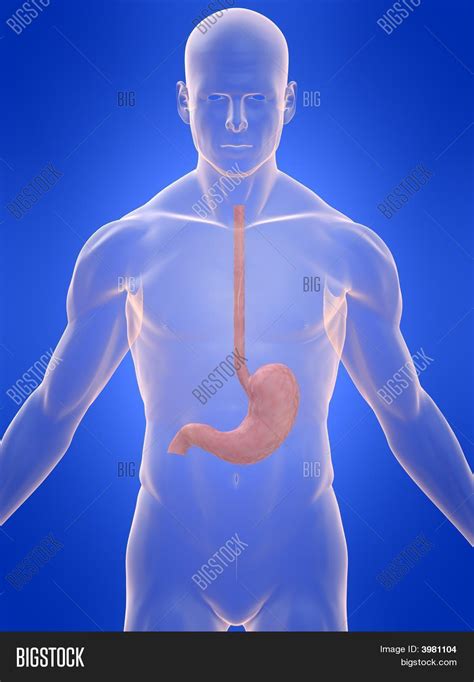 Human Stomach Image And Photo Free Trial Bigstock