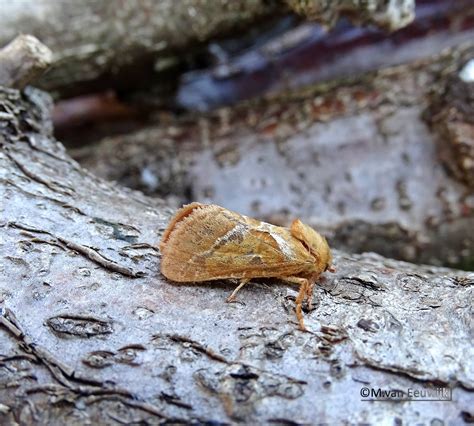 Moth Bugs Insects Beetles