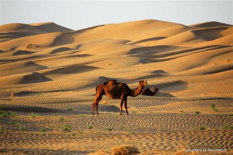 A Camel In The Nushki Desert Balochistan Rpakistan