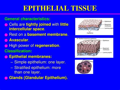 Ppt Epithelial Tissue Powerpoint Presentation Free Download Id9461576