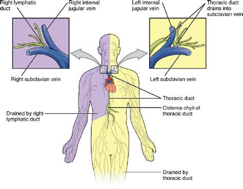 181 Structure Of The Lymphatic System Medicine Libretexts