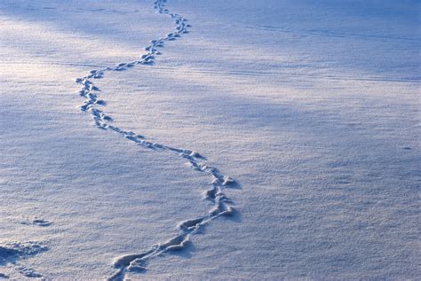 Otter Tracks In Snow