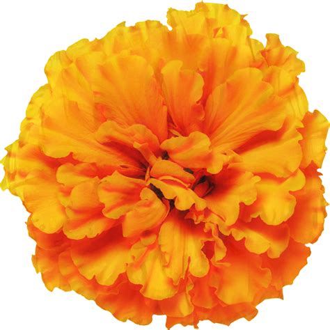 Mexican Marigold Glebionis Segetum Pot Marigold Flower Annual Plant