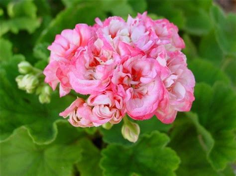 We've listed the top 10 (based on number of companies) above. Geranium Pinnacle Apple Blossom | Annual Plants Available ...