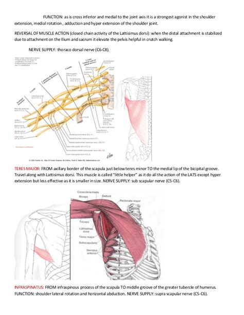 Introduction Of Kinesiology And Upper Limb Anatomy