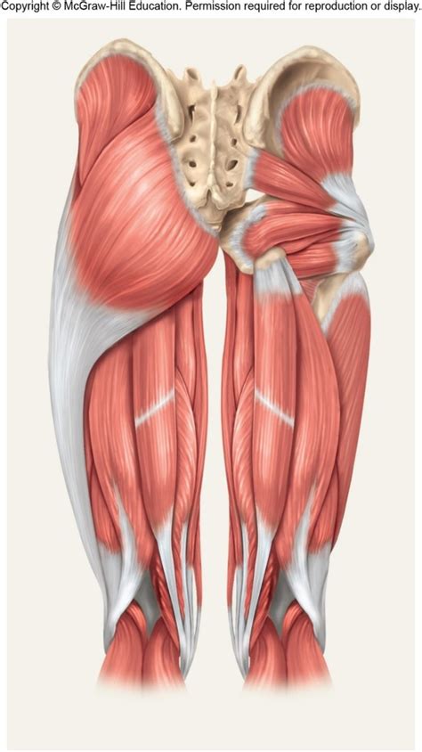Anatomy muscle chart diagram poster muscle diagram muscle. Back Of Leg Muscle Diagram ~ DIAGRAM