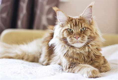 Get To Know The Maine Coon Cat Modern Cat