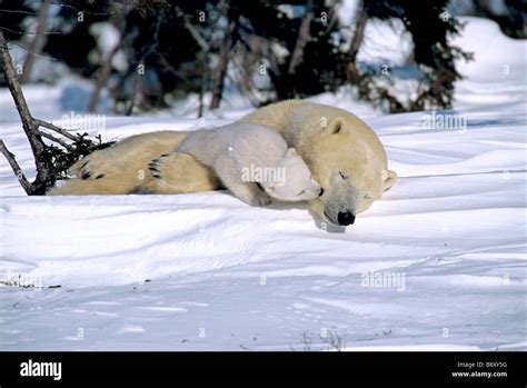 Sleeping Polar Bear Cub And Mother Canada Stock Photo Alamy