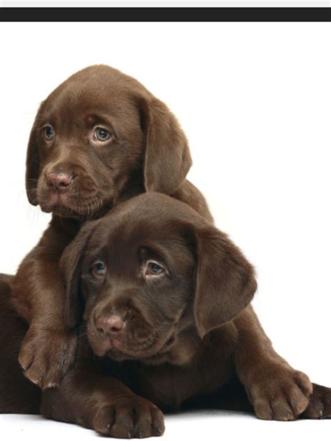 Browse thru labrador retriever puppies for sale near charlotte, north carolina, usa area listings on puppyfinder.com to find your perfect puppy. Pin by Dan Cervantes on Love💛💙💜💚 💗💓💕💖💞💘 | Cute dogs ...