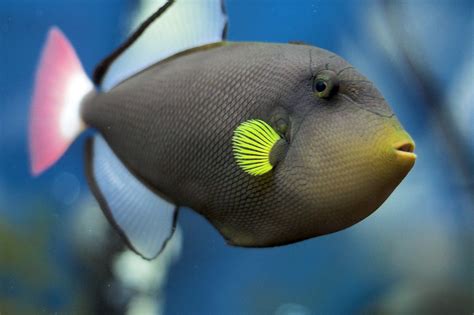 Pink Tail Triggerfish This Is The New Saltwater Fish We D Flickr