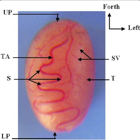 Photograph Of Left And Right Testes Showing Testicular Arteries At The