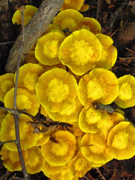 However, on monday, reports emerged that a patient in uttar pradesh's ghaziabad had been diagnosed with yellow fungus. Maybe a Marasmius or Coprinellus sp.? | Stuffed mushrooms ...