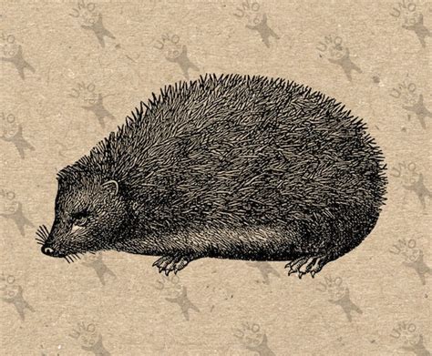 Hedgehog Vintage Image Instant Download Digital Printable Etsy