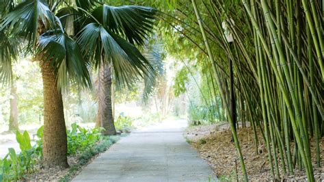 Green Park With Road Path To Bamboo Trees Alley And Palm Trees Beauty