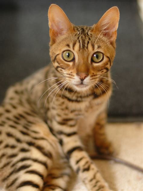 Bengals are not typically included in lists that exclude exotic or big cat breeds due to the fact that they are smaller. Bengal cat - Simple English Wikipedia, the free encyclopedia