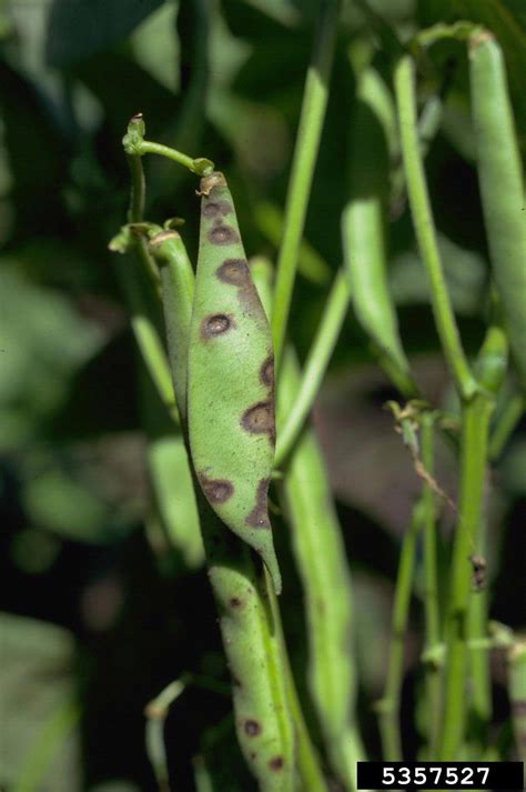 Maybe you would like to learn more about one of these? bean anthracnose (Colletotrichum lindemuthianum ) on bean (Phaseolus spp. ) - 5357527