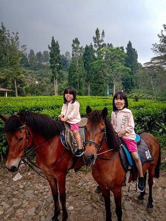 Agrowisata gunung mas kebun teh walini. Agrowisata GUNUNG MAS Kebun Teh Walini (Puncak, Indonesia ...