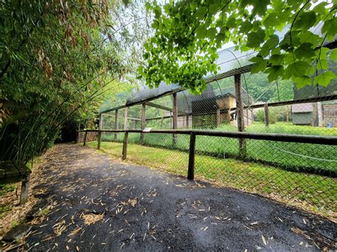 Creation Kingdom - White-bellied spider monkey - ZooChat