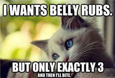 21 Funny Cat Captions Random Funny Cat