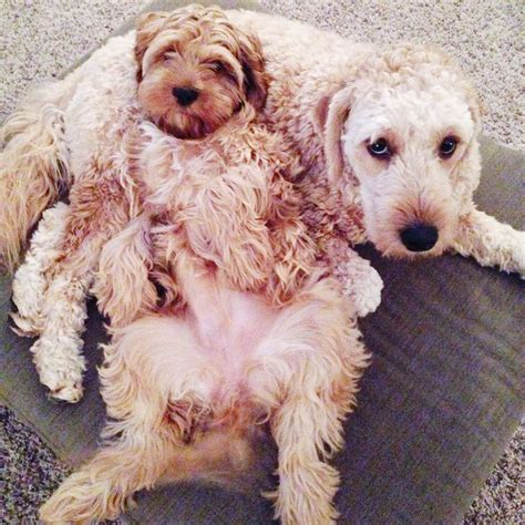 Ask questions and learn about cockapoos at nextdaypets.com. Alice the cockapoo and Mabel the mini golden doodle ...
