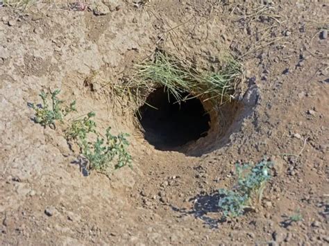 What Animal Is Digging Holes In Your Yard At Night Wypestcontrol 2022