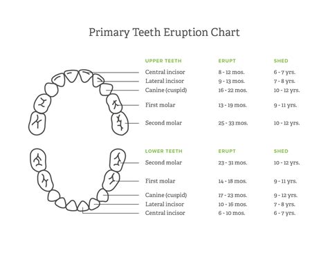 Teeth names and permanent teeth eruption chart with accurate notation of the different teeth, groups and the year of eruption. Six-Year Molars & Losing Baby Teeth: What to Expect ...