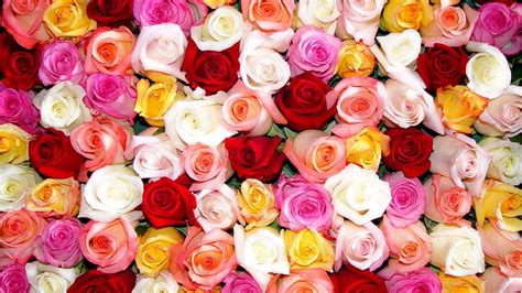 All Colours Rose Flowers Photos Hd Best Flower Site