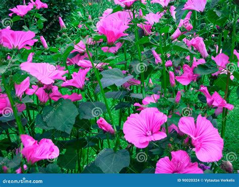 Petunia Is Genus Of 35 Species Of Flowering Plants Stock Photo Image