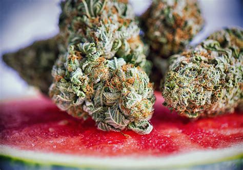 Cannabis Terpenes: What are the benefits and effects? | CBD Oracle