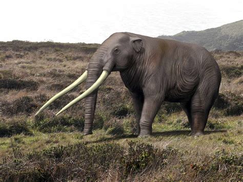 Prehistoric Elephants Pictures And Profiles