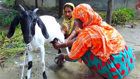 How To Milk A Goat By Hand Milking Goat By Woman Traditional Way To Goat Milking Video Youtube