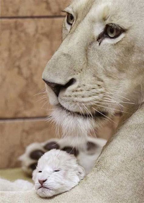 50 Cute Baby Animals And Their Parents Marys Space Pinterest
