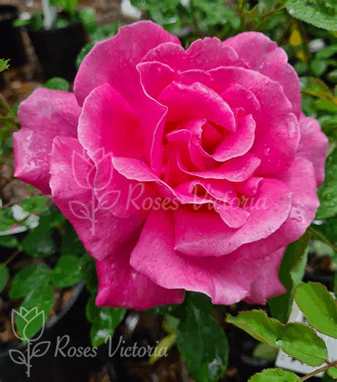 Perfume Delight Hybrid Tea Rose Roses Victoria