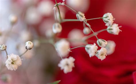 Download Wallpaper 3840x2400 Flowers Branches Macro Blur White 4k