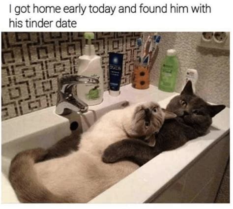 Its Caturday You Know What That Means Cat Memes Galore 32 Memes
