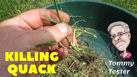 Killing Quack Grass 1 Year Lawn Renovation Review Youtube