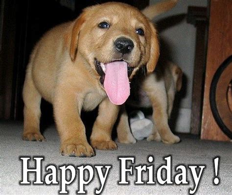 38 Best Happy Friday Dogs Images On Pinterest Adorable Animals
