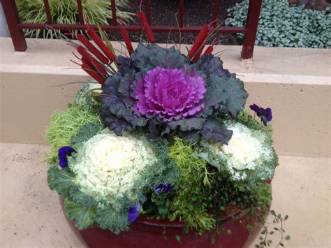 Winter Container Gardens By Estela Love These Pots Description From