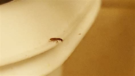 Tiny Black Bugs On Kitchen Counter And Around The Sink Any Ideas