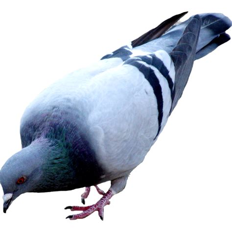 Pigeon Png Picture Png Mart