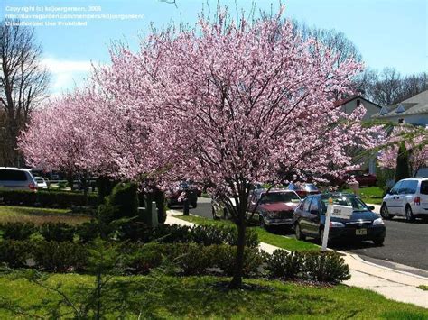 Plant Identification Closed Beautiful Pink Flowering Trees In Nj But