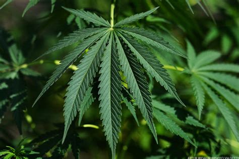 Aurora Cannabis Slumps on Unit Offering, Stifel Downgrade - TheStreet