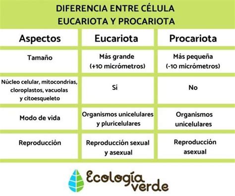Diferencia Entre C Lula Eucariota Y Procariota Esquemas Harrys Junior Medical Study Info