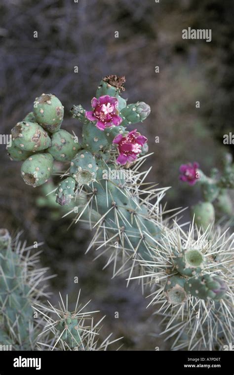 Chain Fruit Cholla Cactus Opuntia Fulgida Flowering In Desert Arizona