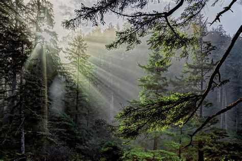 Morning Rays Through An Oregon Rain Forest Photograph By Kay Brewer