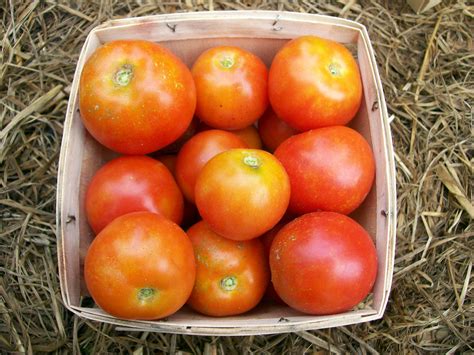 Glacier Tomato Bulk Size 15 G Southern Exposure Seed Exchange