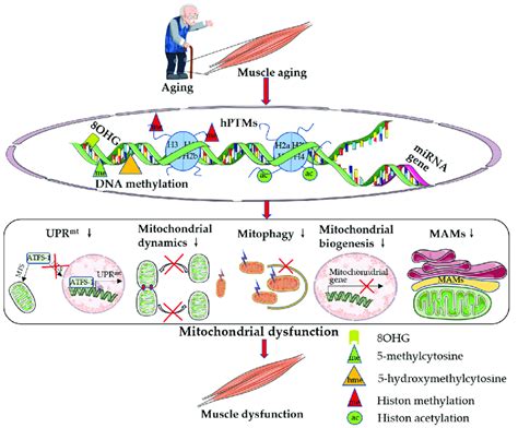Aging Induces Skeletal Muscle Mitochondrial Dysfunction Via Epigenetic