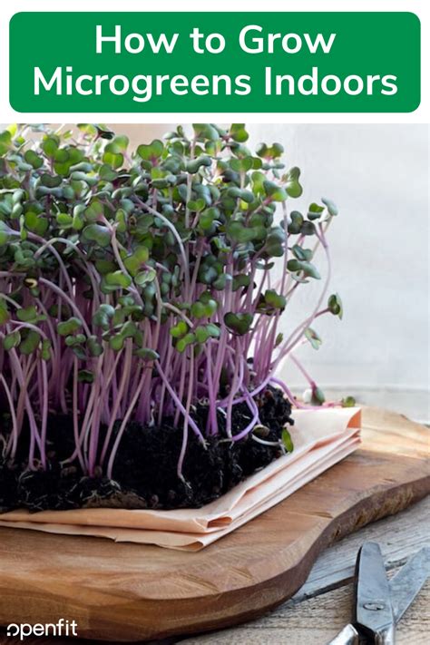 How To Grow Microgreens Indoors In 2020 Growing Microgreens
