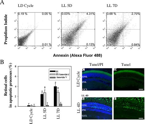Quadrants i, ii, iii and iv. Annexin V, PI and TUNEL assay in rat retina exposed to low-intensity... | Download Scientific ...