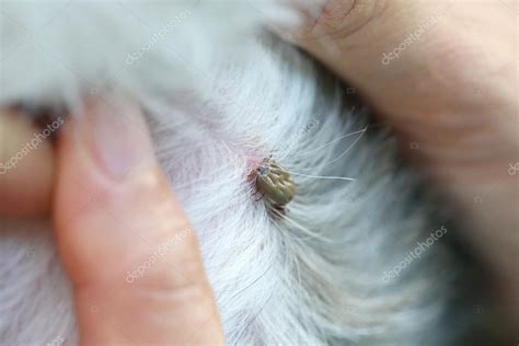 Big Tick On A Dog In Clearing ⬇ Stock Photo Image By © Meepoohyaphoto